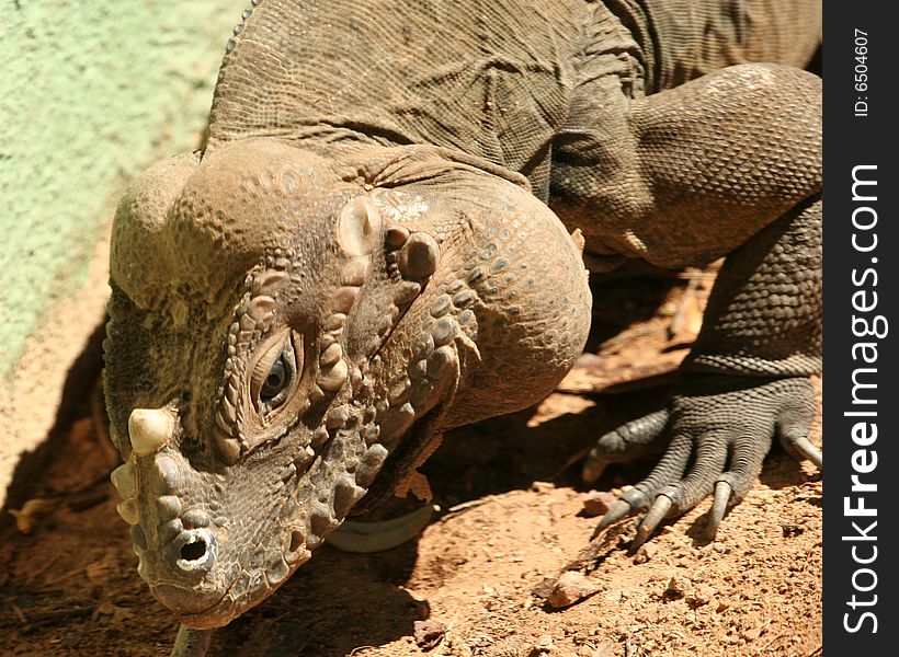 A Rhinoceros Iguana, Cyclura cornuta, Threatened Lizard Species Found on the Caribbean Island of Hispaniola. A Rhinoceros Iguana, Cyclura cornuta, Threatened Lizard Species Found on the Caribbean Island of Hispaniola