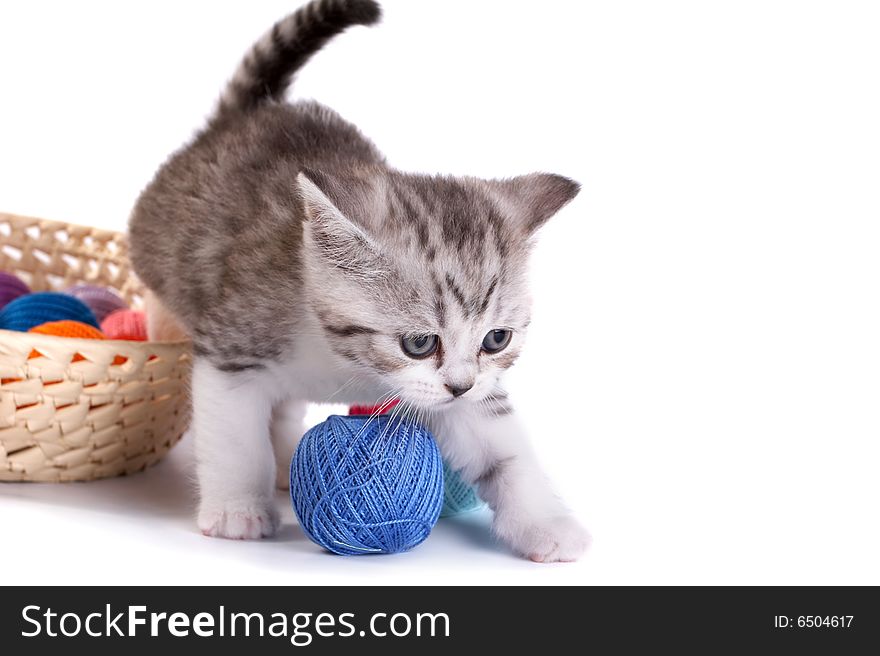 kitten plays on a white background