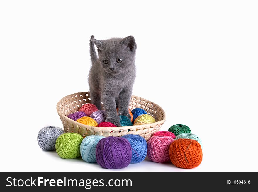 Kitten plays on a white background