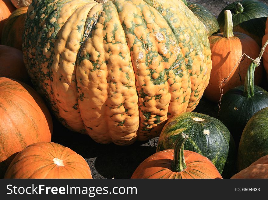 A variety of different gourds, pumpkins and squashes grown in the garden. A variety of different gourds, pumpkins and squashes grown in the garden