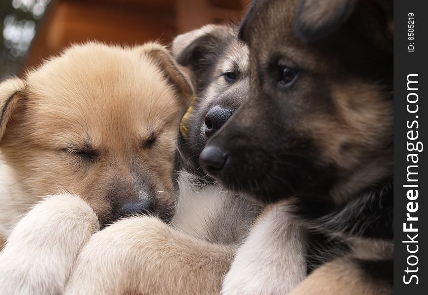 Close up of three husky puppies, focus centred on 2 of the dogs noses in the middle of picture. Close up of three husky puppies, focus centred on 2 of the dogs noses in the middle of picture.