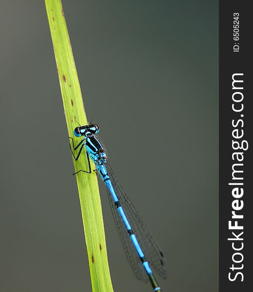 Dragonfly sitting on a blade.