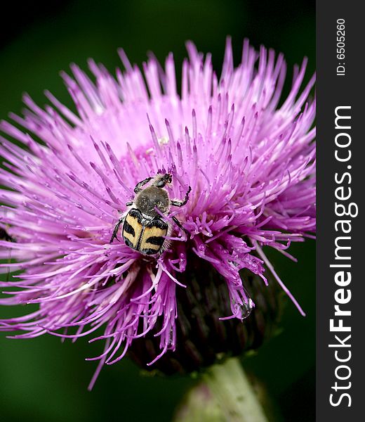 Ug sitting on a field flower. Summer. Rural.