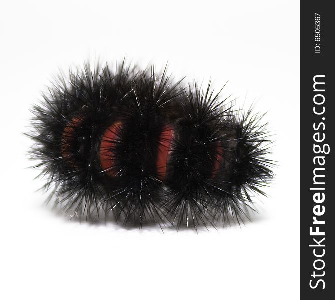 Large woolly caterillar with red-orange stripes. White Background. Large woolly caterillar with red-orange stripes. White Background.