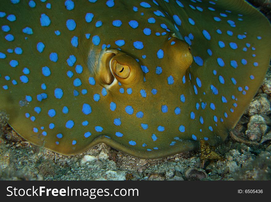 Close up of blue spotted stingray