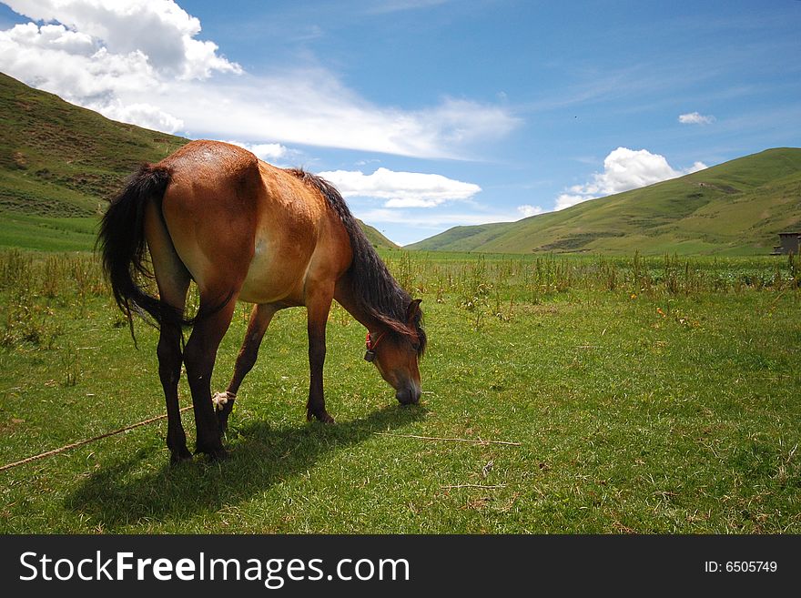 The leisurely horse in the blue sky and white clouds, are grazing,