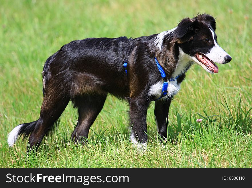 A young border collie girl (5 Month old)