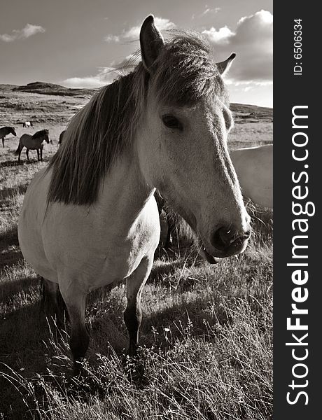 High contrast monochromatic photo of a horse chewing grass. High contrast monochromatic photo of a horse chewing grass.