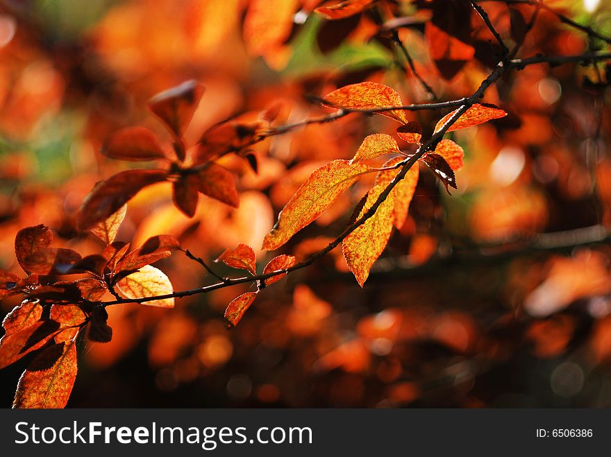Autumn tree in a park, shallow DOF, focus on the leaves. Autumn tree in a park, shallow DOF, focus on the leaves
