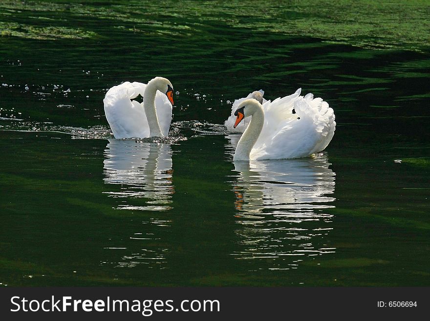 Wonderful white swan on a sea