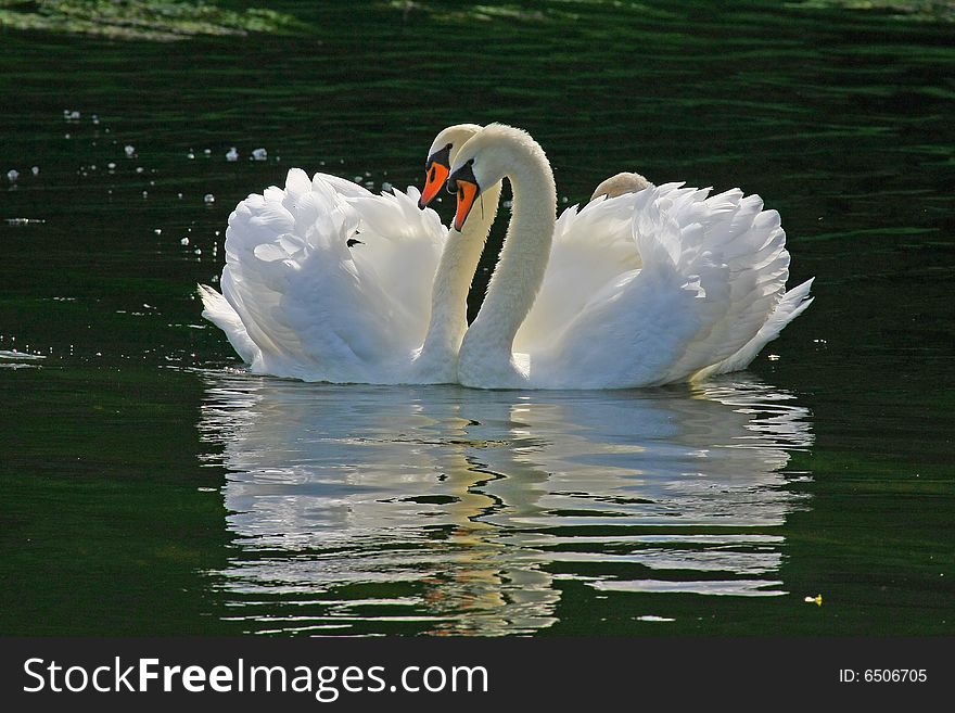 Wonderful white swan on a sea