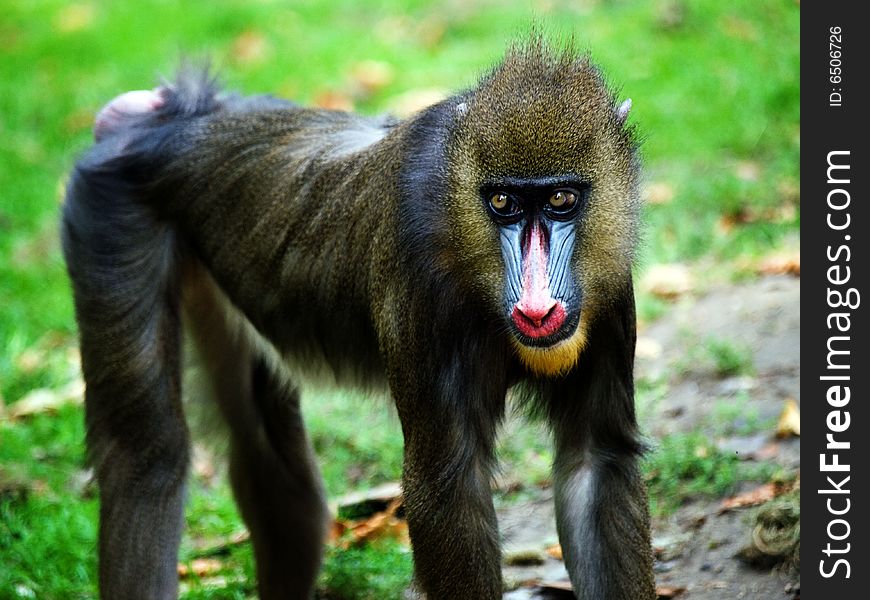 Mandril In Zoo Budapest