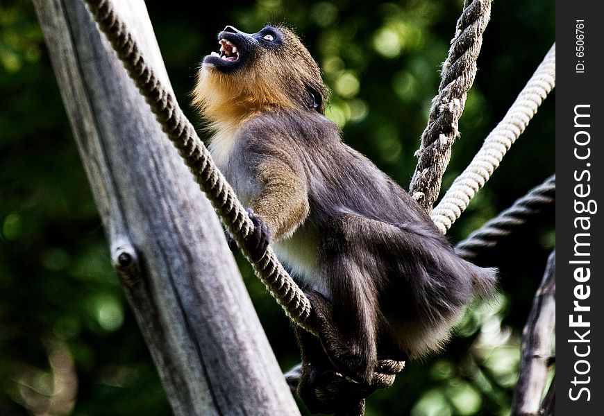 Monkey in zoo budapest www.kampf.sk