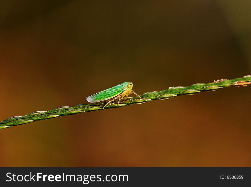 A small insect crawling in the green grass