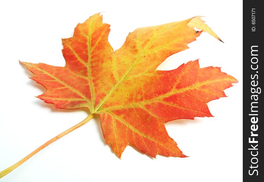 Fallen maple leaf isolated on white background