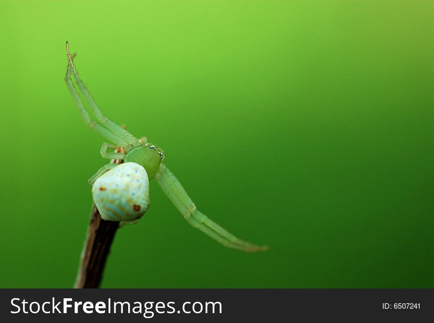 A green spider in the green grass with an even green background. A green spider in the green grass with an even green background