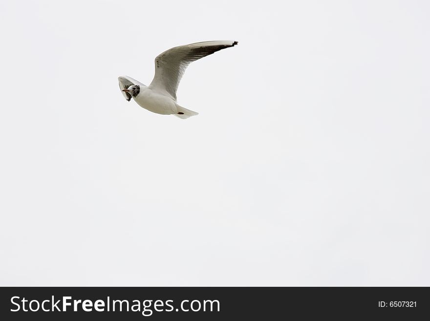 A white seagull flying, white background. A white seagull flying, white background