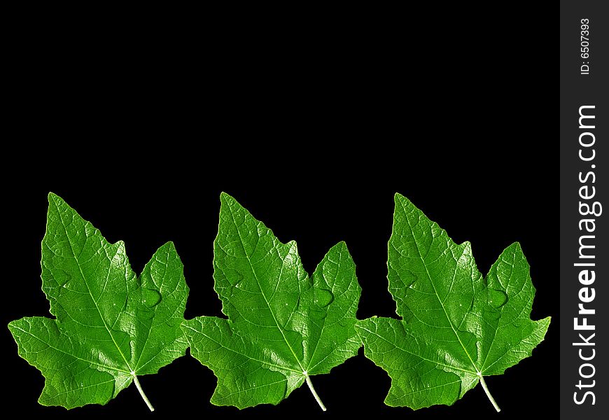 Three green leafs on black background. Three green leafs on black background