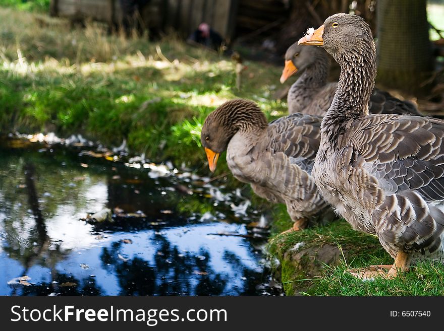 The gray geese by pond. The gray geese by pond