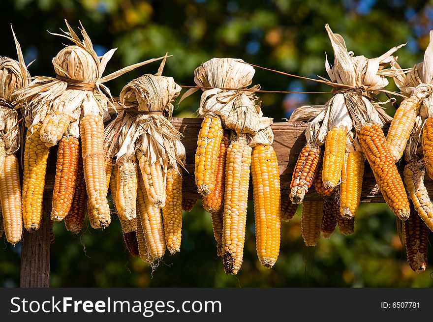 Ears Of Fresh Corn