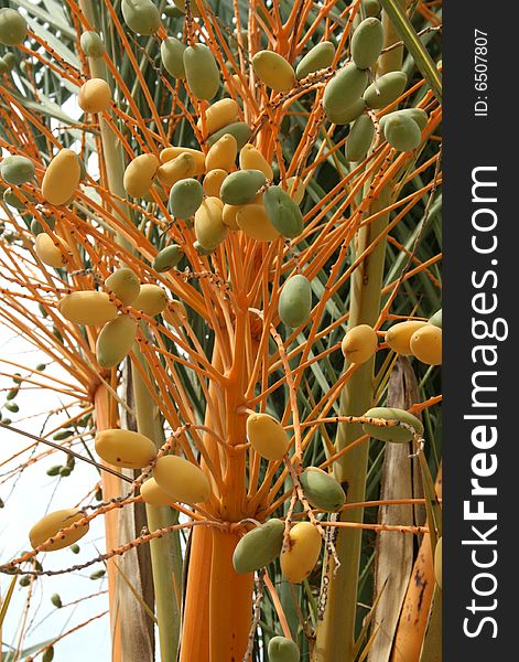 Date fruits on the streets of Hammamet, Tunisia