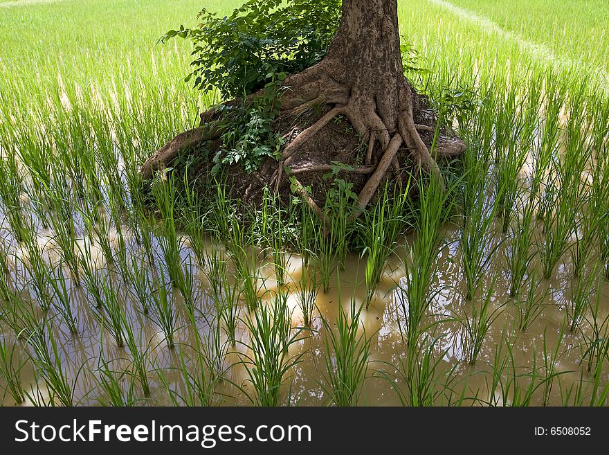 Rice field in Asia