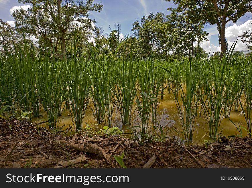 Rice Field In Asia,