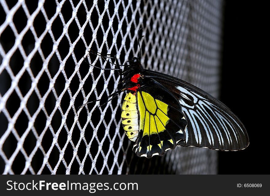 Butterfly is sitting on the net