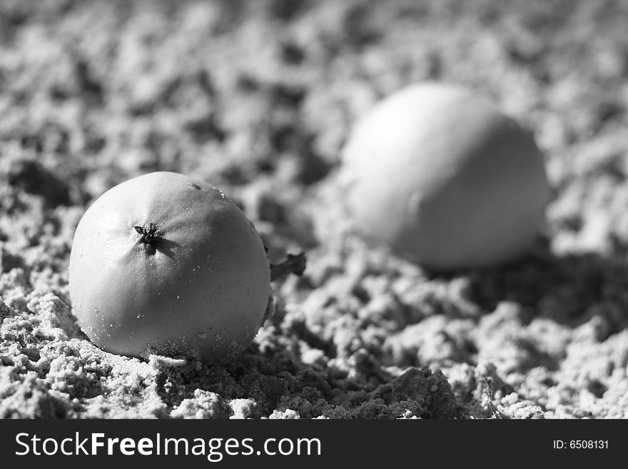 Apples lies at sand. black & white photo