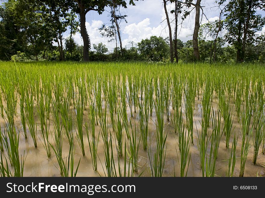 Rice Field In Asia,