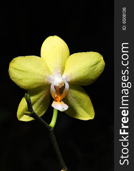 Beautiful branchlet of yellow orchid