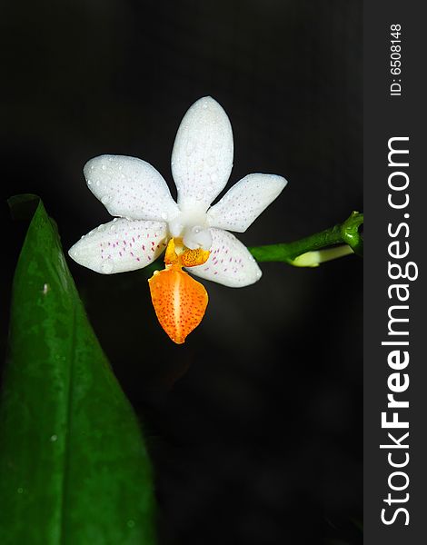 Beautiful branchlet of white orchid