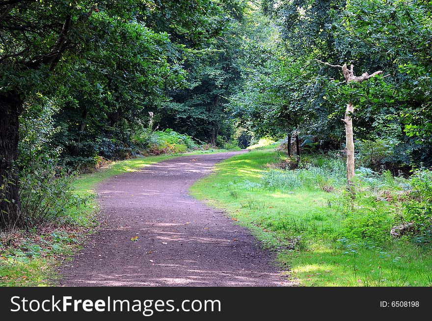 Shot of a forest pathway in late summer. Shot of a forest pathway in late summer