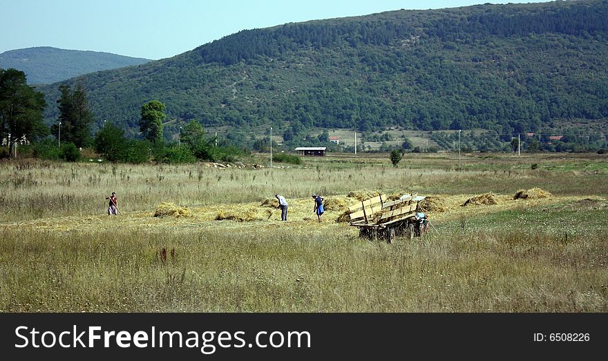 Landscape haymaking in Croatian family