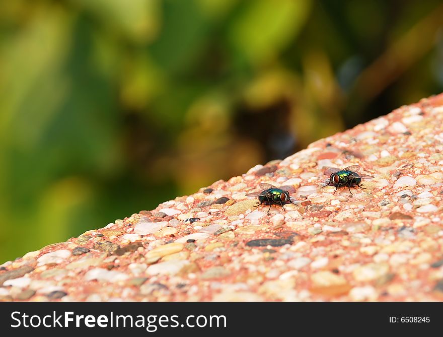 Two green flies outdoor on stone background