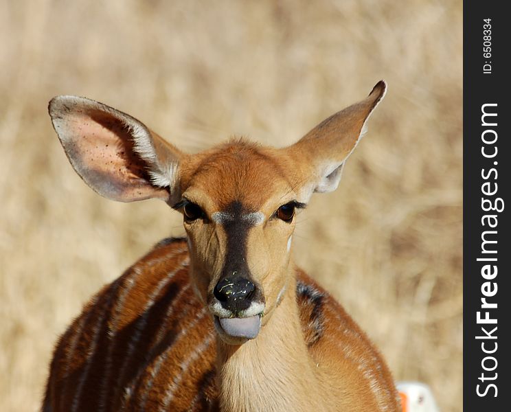 Female Nyala antelope in South Africa.