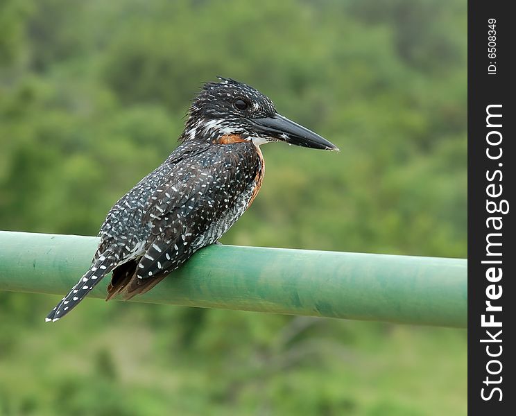A GIANT KINGFISHER on the rail of a bridge in Southern Africa. A GIANT KINGFISHER on the rail of a bridge in Southern Africa.
