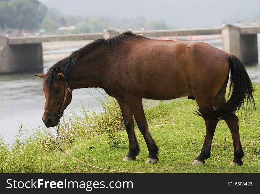 The horse in a meadow . it looks very beautiful