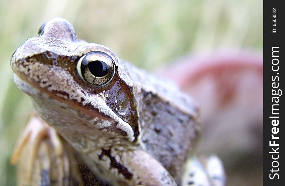 Frog, macro isolated with focus on eye.
