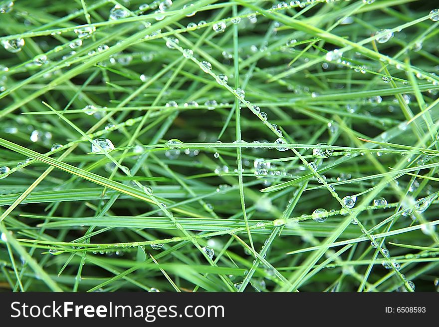 Green grass with raindrops background