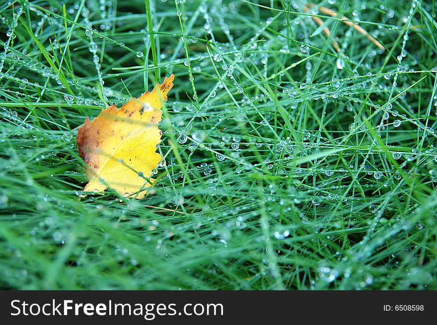 Green grass with raindrops background