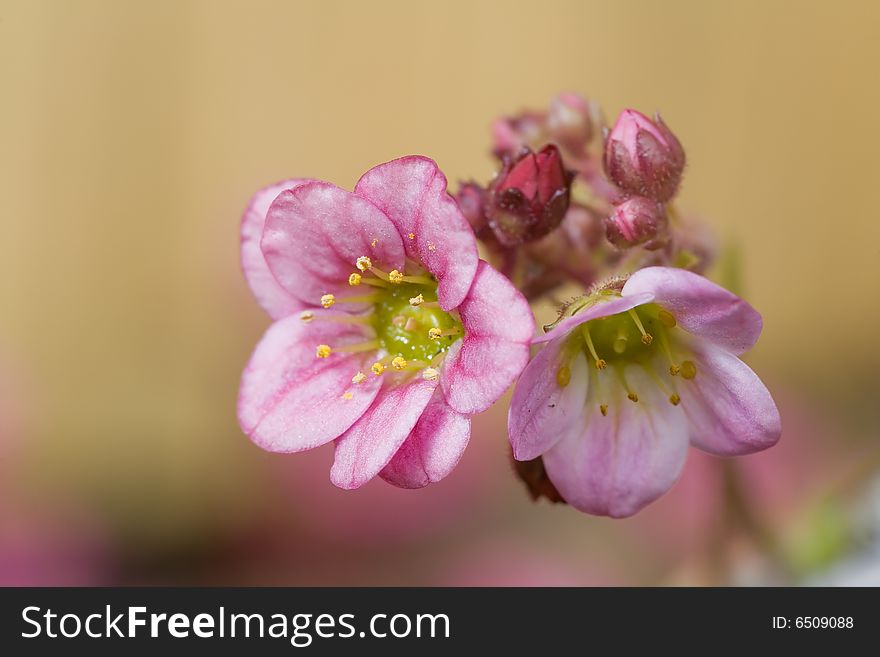 Two Small Pink Flowers