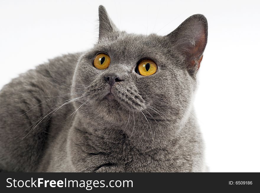 Dark gray cat posing on a white background