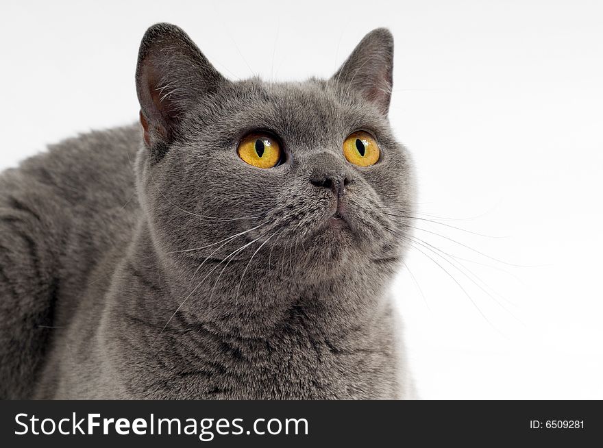 Dark gray cat posing on a white background