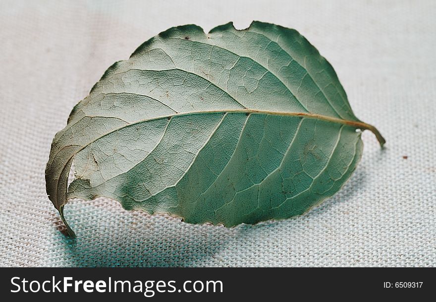 Dryed laurel leaf on the flax. Narrow depth of field. Dryed laurel leaf on the flax. Narrow depth of field.