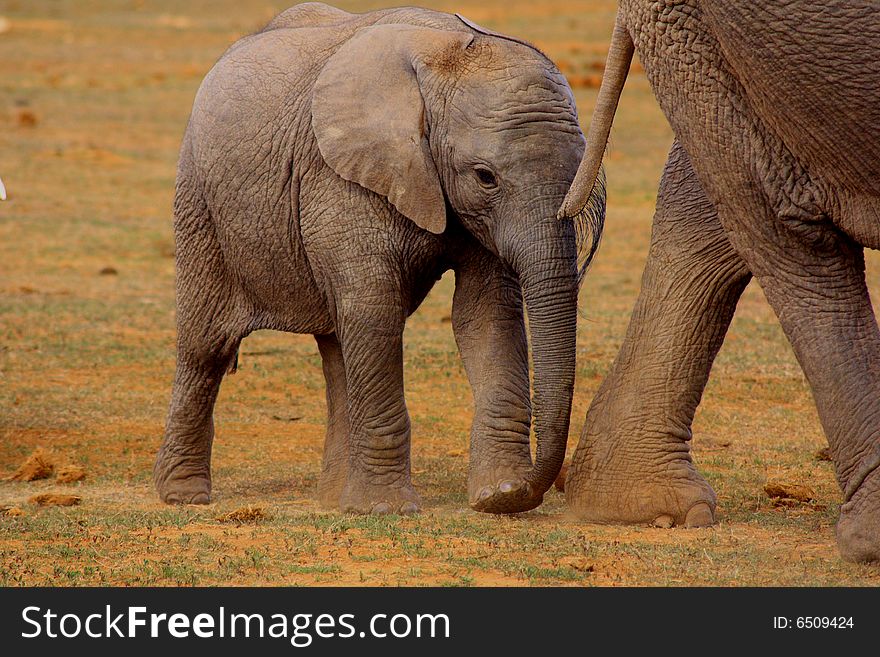 These elephants were having a drink near a waterhole. These elephants were having a drink near a waterhole