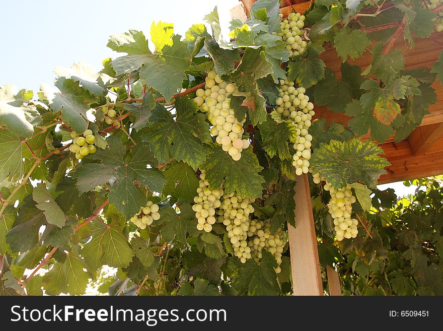A Large Bunch Of Grapes