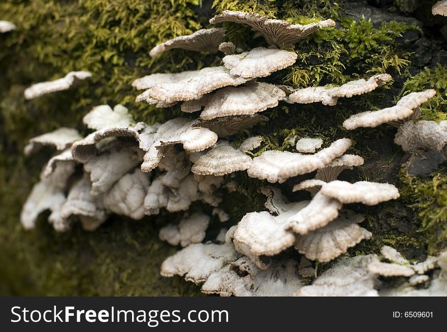 Forest mushrooms on moss background