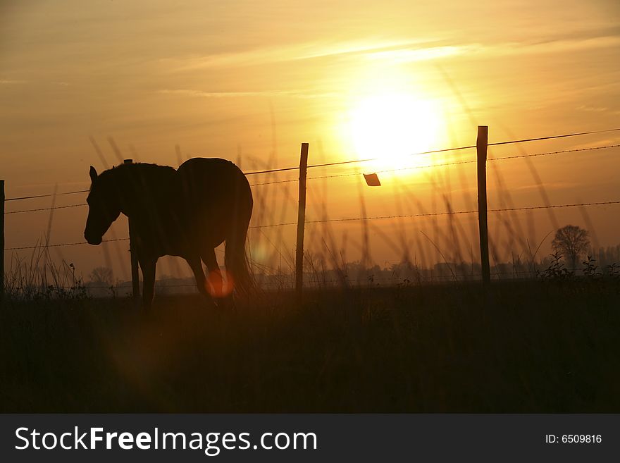 Wild horse of the sunset. Wild horse of the sunset