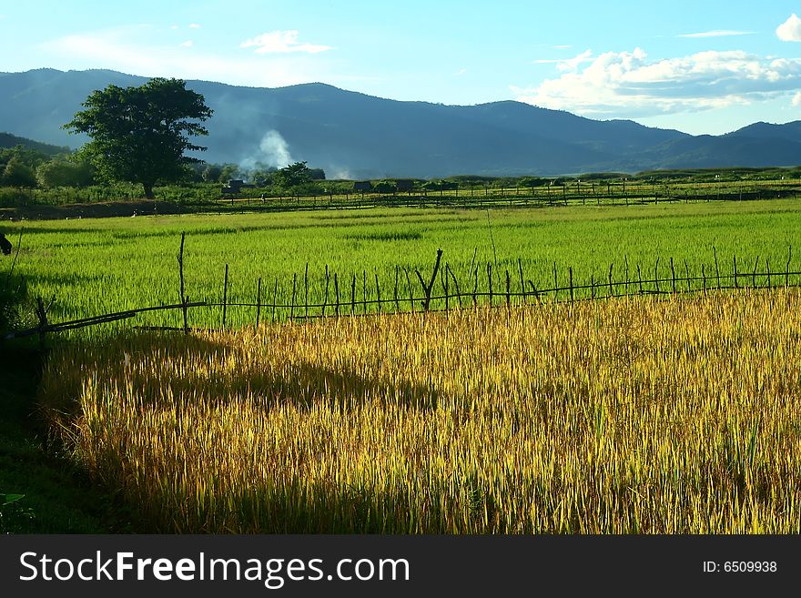 Yellow and green rice field with sky blue and mountain background.